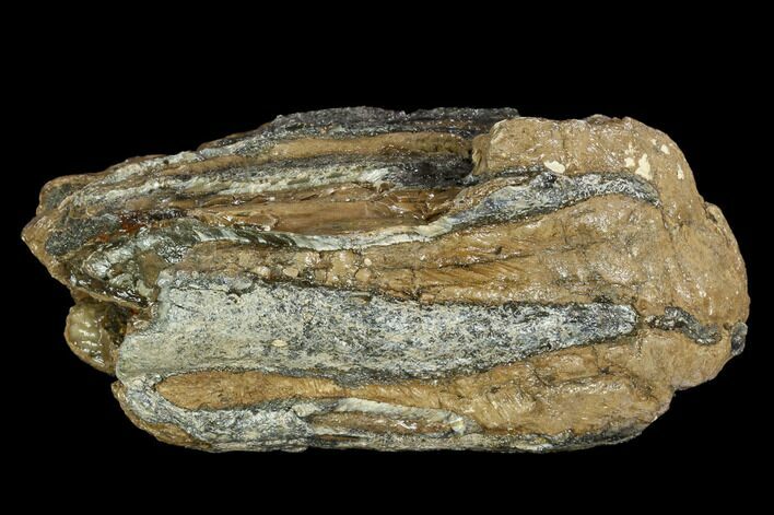 Southern Mammoth Molar Section - Hungary #123652